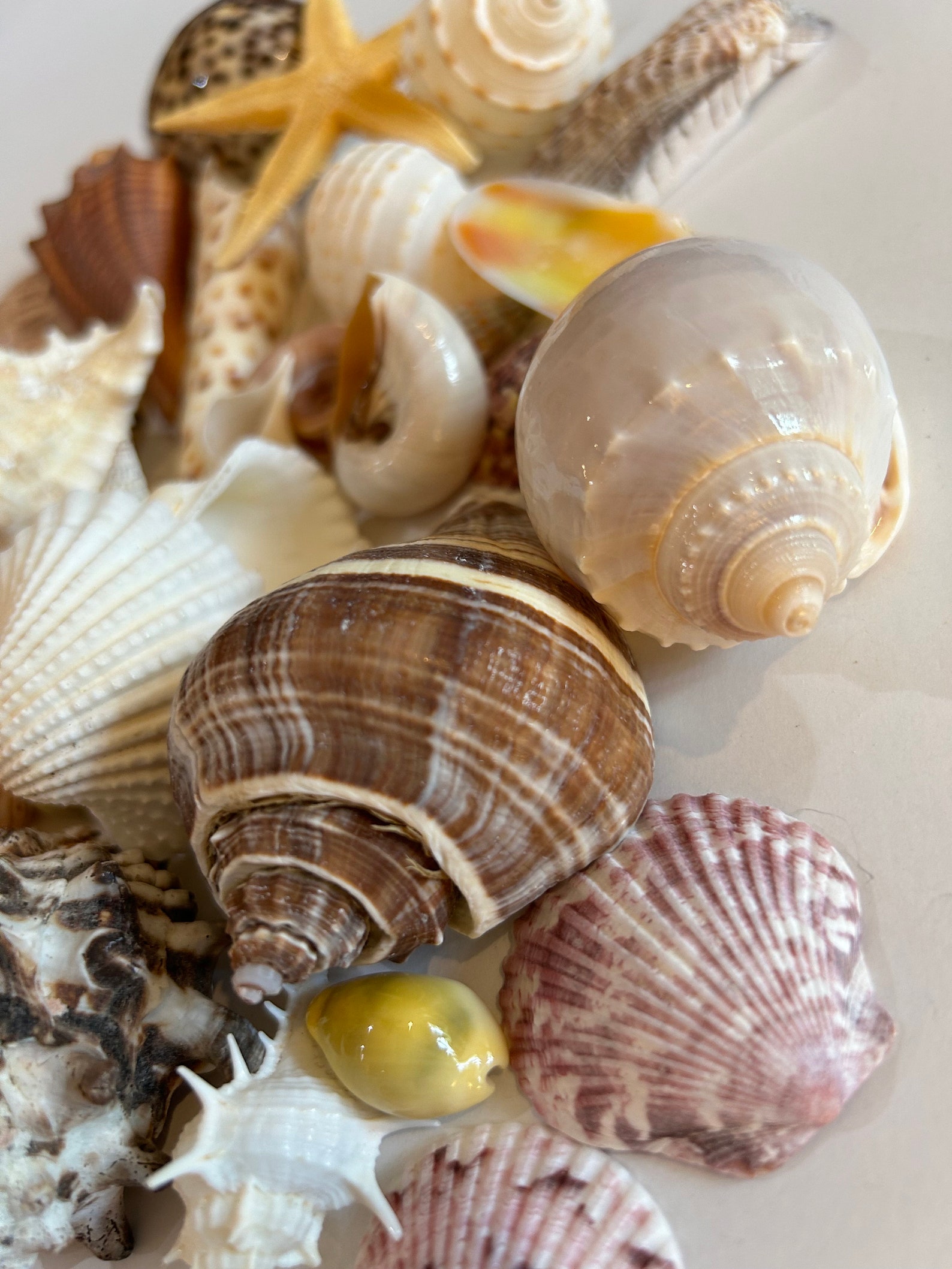 Sea Shell Collection Cowrie Murex Clam Olive Turkey Moon Great ...