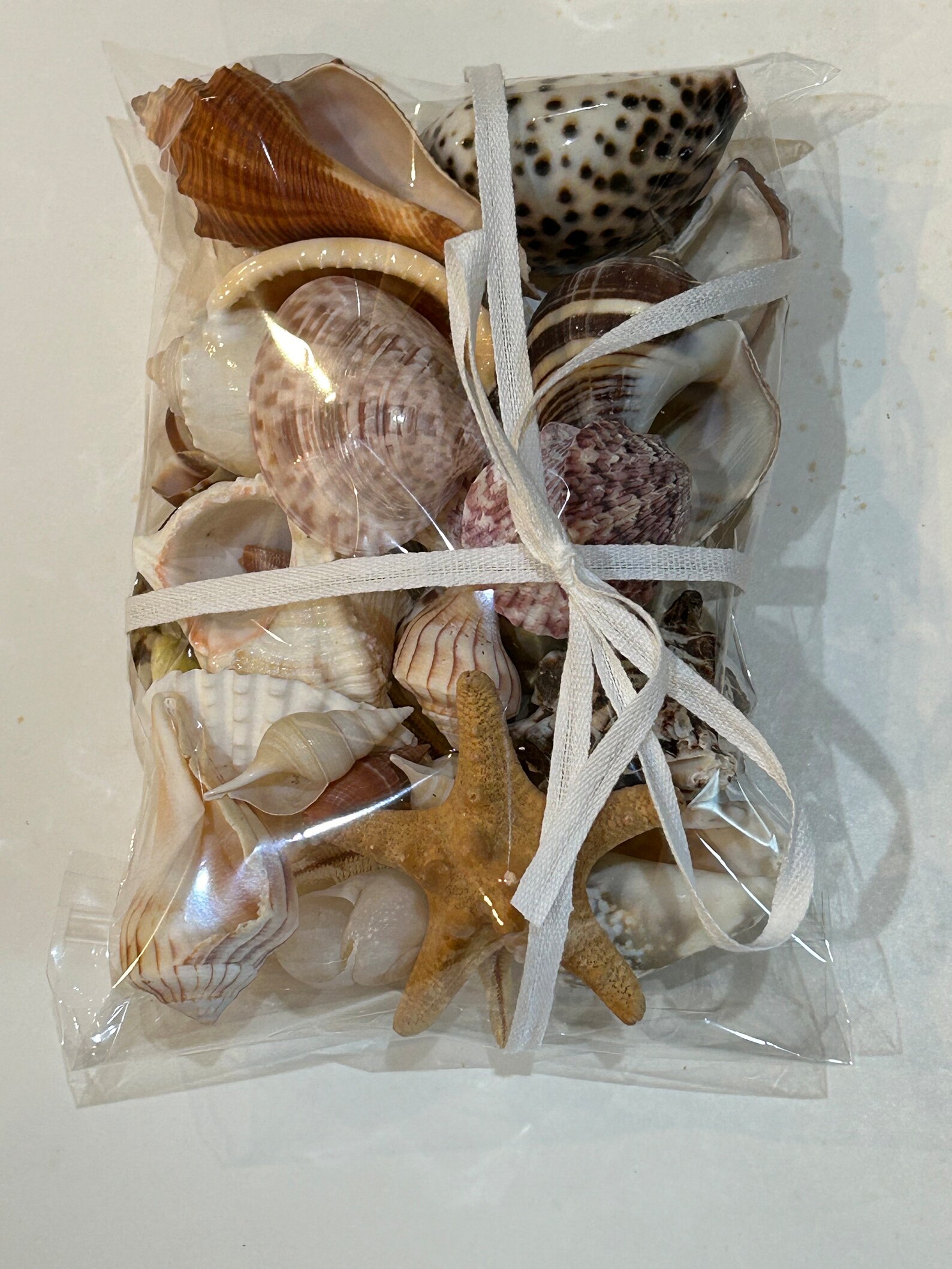 Sea Shell Collection Cowrie Murex Clam Olive Turkey Moon Great ...