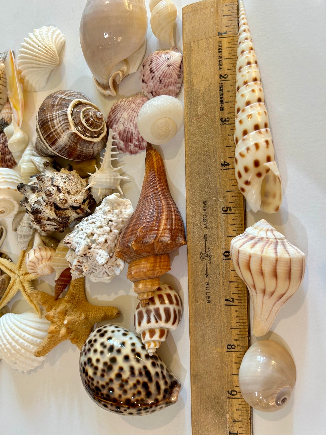 Sea Shell Collection Cowrie Murex Clam Olive Turkey Moon Great ...
