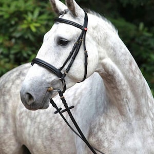 English Bridle with Reins | Flash Noseband Horse Bridle | Padded Leather Bridle | Bit Not Included | Dressage Bridle