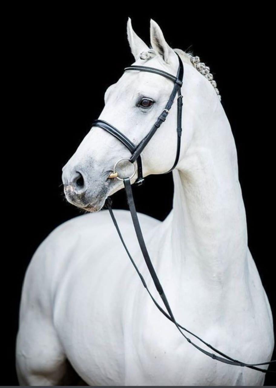 Bride De Dressage Noire Pour Cob - Bandeau Bleu Bling - Cuir D'occasion