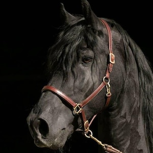 Premium Leather Horse Halter – Brown English Halter with Brass Hardware – Adjustable & Durable