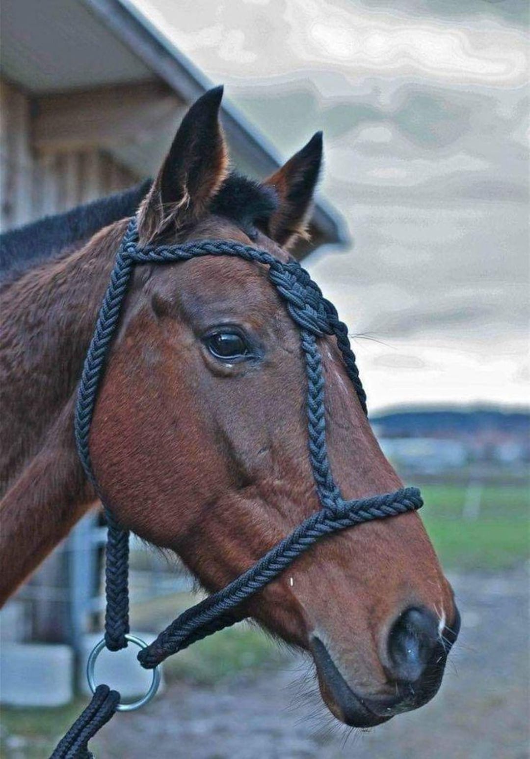 Handmade Braided Rope Horse Halter: Adjustable Training Gear - Etsy