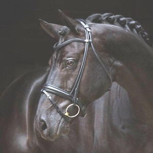 Premium Black Leather English Bridle – Anatomical Padded Noseband – Dressage & Show Bridle for Horse Riding