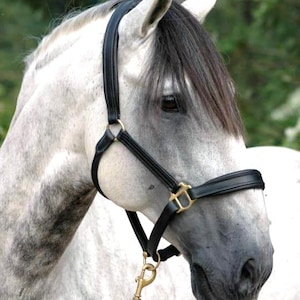 Luxury Leather Horse Halter – English Style Headcollar – Padded Stable Halter – Brass Fittings – Adjustable Grooming Halter