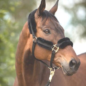 Luxury Black Padded Horse Halter – Adjustable Nylon Halter with Gold Hardware – Comfortable & Soft Fleece – Handmade in Pakistan