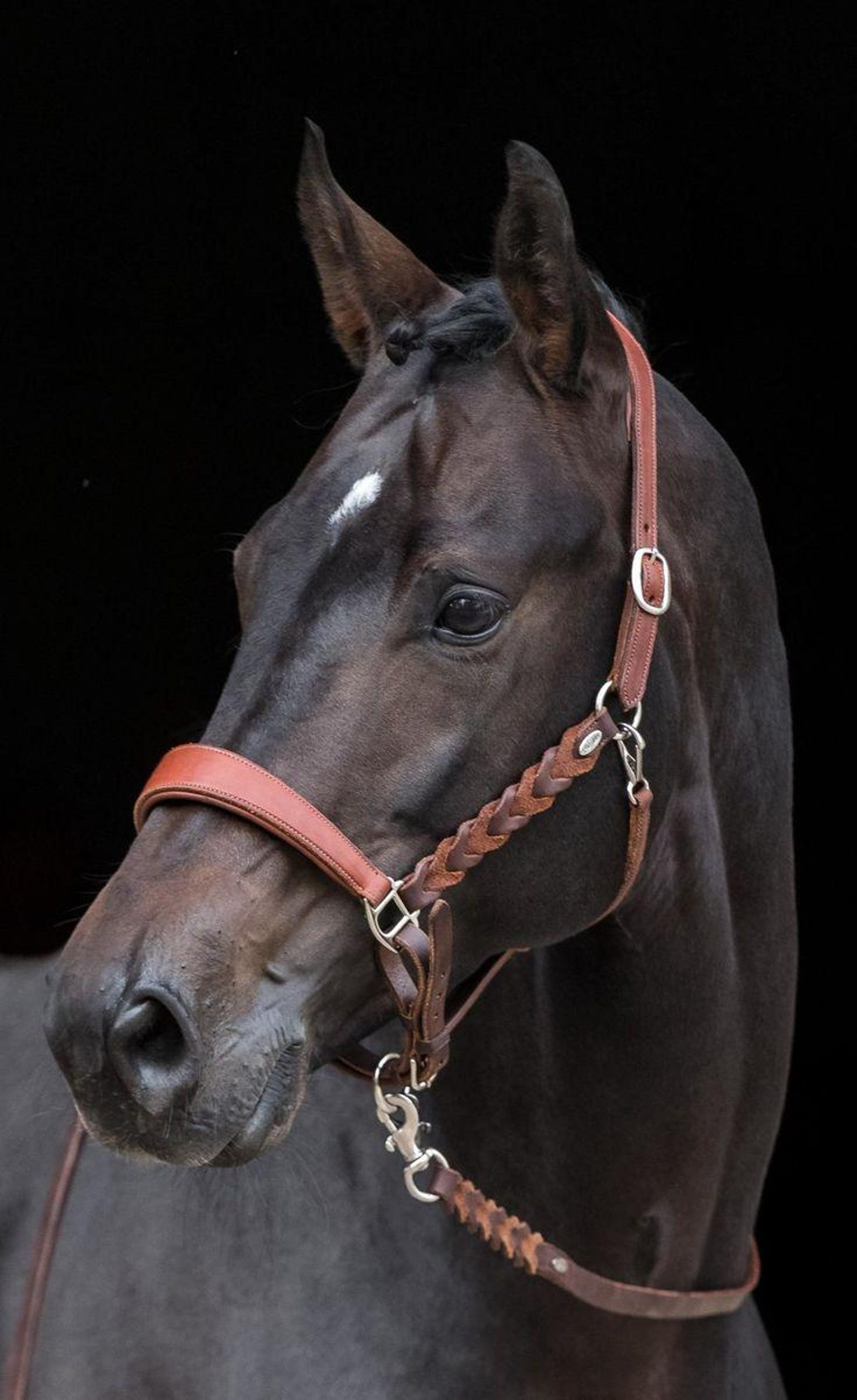 Leather halter