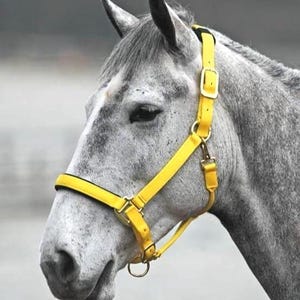 Yellow Leather Horse Halter | Adjustable Padded Halter | Bright Halter for Horses | Handmade Halter for Training & Leading