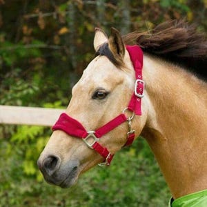 Red Nylon Horse Halter | Adjustable Breakaway Halter | Chrome Fittings | Lightweight Turnout Halter | Padded Noseband Headcollar