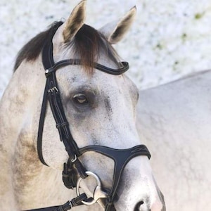 Anatomical Figure-8 Bridle | Padded Comfort Horse Bridle | Grackle Noseband Bridle | No Bit or Reins | English Leather Bridle