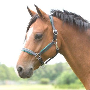 Adjustable Nylon Horse Halter Padded Headcollar with Buckle Lightweight Durable Halter for Training Grooming  Leading