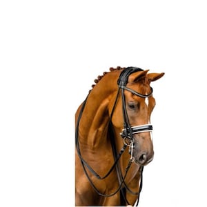 Premium Black Leather Horse Bridle with Reins – Padded, Adjustable & Durable | Dressage / Show Quality | Fast Shipping