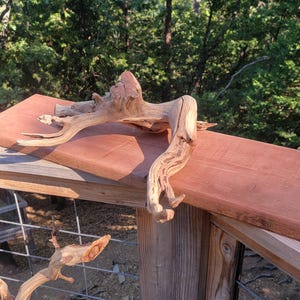 Ramo scultoreo in legno di Manzanita: decorazione per acquari e rettili, 28&quot;