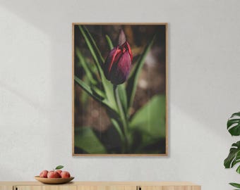 Tulip Print – Dark Floral Wall Art, Moody Red Flower Photography – No. 2 (Digital Download)