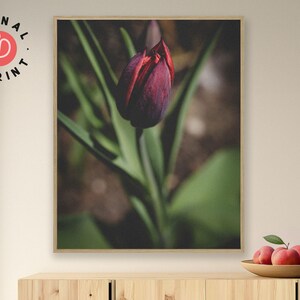 Dunkle Tulpen Wanddeko zum Ausdrucken No. 2 – Atmosphärisches Florales Poster – Botanische Fotografie als Download für dein Zuhause