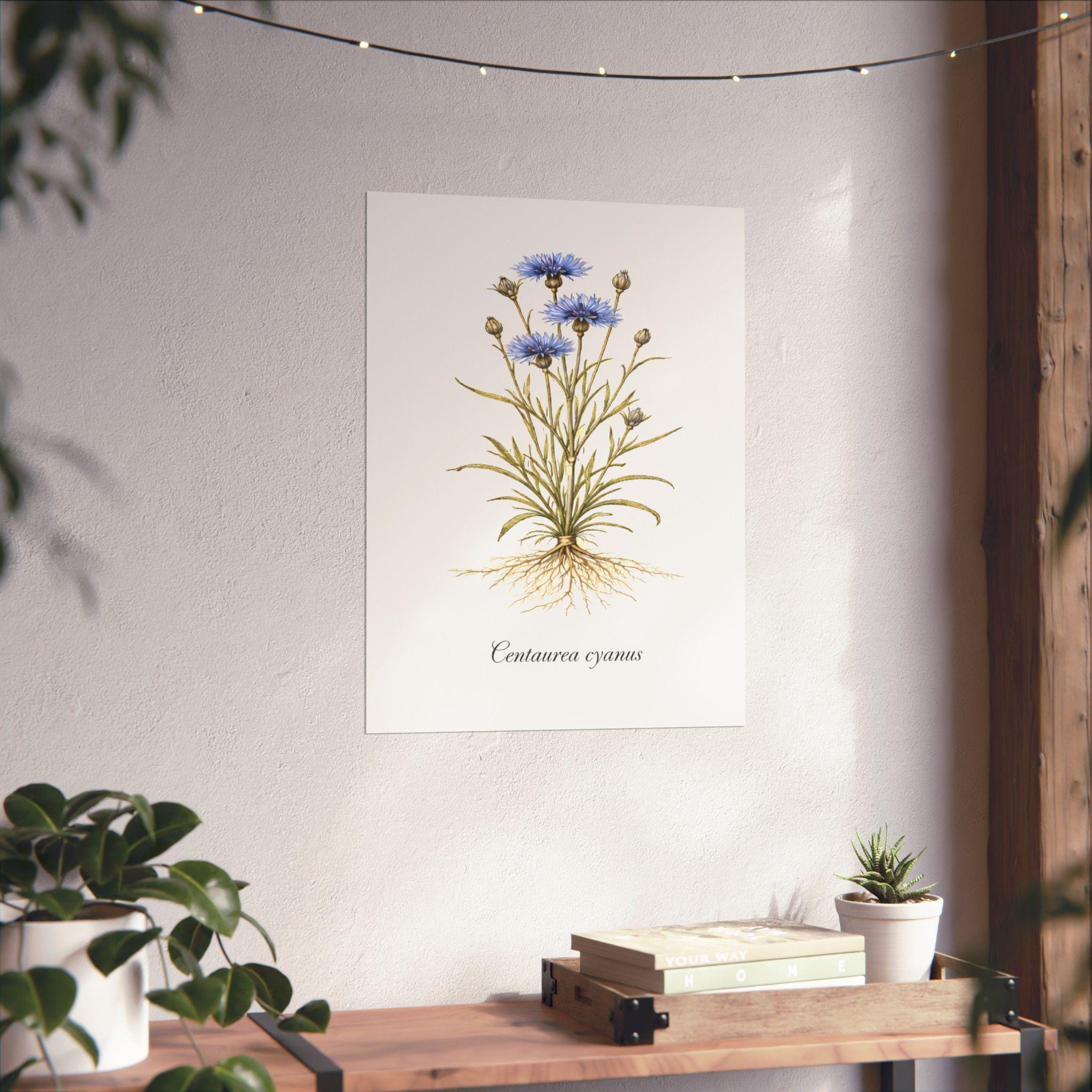 Vintage Botanical Wall Art Print, Cornflower Poster, Centaurea Cyanus ...