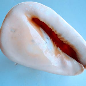 May include: A large, cream-colored seashell with a smooth, glossy exterior. The interior reveals a deep red-orange hue, contrasting with the lighter outer shell. The shell's shape is elongated and curved, with a natural, organic form.