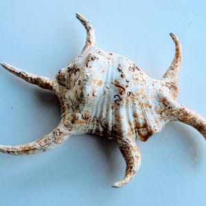 May include: A large, textured seashell with multiple curved, pointed projections. The shell is primarily white with brown and tan markings. The overall shape is irregular and asymmetrical, suggesting a natural, organic form. The shell is a decorative item.