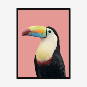 Tropical Bird Print | Rainbow Toucan Wall Art | Minimal Animal Poster | Pink Background Wildlife Art | Digital Printable Illustration