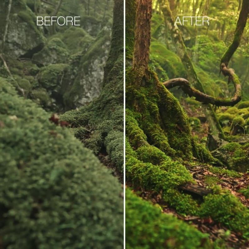 May include: A split-screen comparison image showing a forest floor with moss-covered rocks and tree roots. The left side is labelled BEFORE with muted tones, while the right side is labelled AFTER with vibrant green moss and warm lighting.