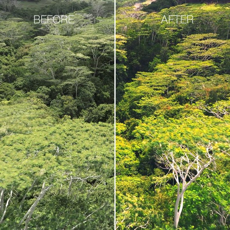 May include: A split-screen comparison of a dense forest canopy. The left side is labelled BEFORE and shows muted green foliage. The right side is labelled AFTER and displays the same forest with vibrant, bright yellow and green leaves.