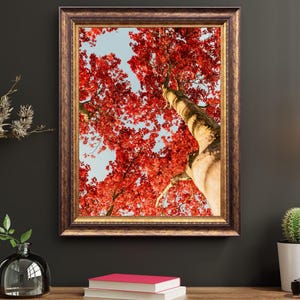 Vibrant Red Maple Tree Print – Japanese Maple Wall Art, Autumn Foliage Poster, Digital Download