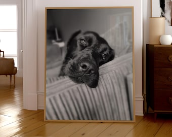 Impresión de retrato de labrador negro: Arte mural de labrador tranquilo, decoración para amantes de los perros (descarga digital)