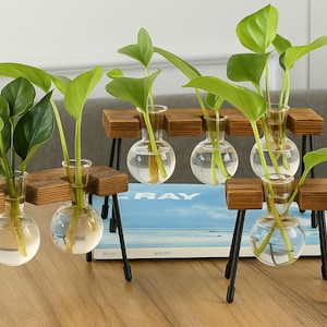 Vintage Hydroponisches Terrarium-Vasen-Set mit Holzständer – Pflanzgefäße aus Glas für den Innenbereich für Zuhause, Büro, Garten, Schreibtisch-Dekor