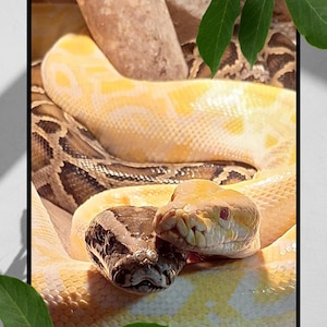 以下が含まれることがあります： 2匹のニシキヘビのクローズアップ。1匹は薄い黄色と白の模様で、もう1匹は茶色と黒の模様です。ヘビは一緒に丸まっており、頭は互いに近接しています。背景はぼやけています。