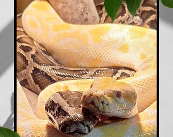 Impresión artística digital de dúo de pitones (descarga instantánea), foto de pitón bola albina y normal, decoración de pared de reptiles, póster imprimible de serpientes