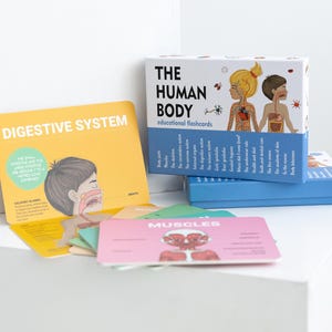 EL CUERPO HUMANO Tarjetas didácticas De los huesos a los límites: Un mazo de aprendizaje completo sobre el cuerpo y el respeto