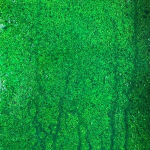 Forest and moss