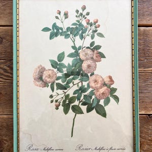 Pode incluir: Uma impressão botânica emoldurada com uma ilustração detalhada de uma planta de rosa com flores rosa e folhas verdes. A impressão está em uma moldura verde clara com detalhes dourados. O texto "Rosa Multiflora carnea" e "Rosier Multiflore à fleurs carnés" está na parte inferior.