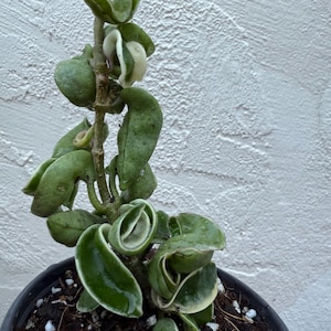 Hoya Compacta Variegated