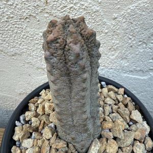 Euphorbia Abdelkuri Single Head