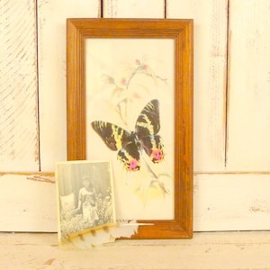 Vintage framed butterfly print/butterfly picture/butterfly framed art/butterfly picture