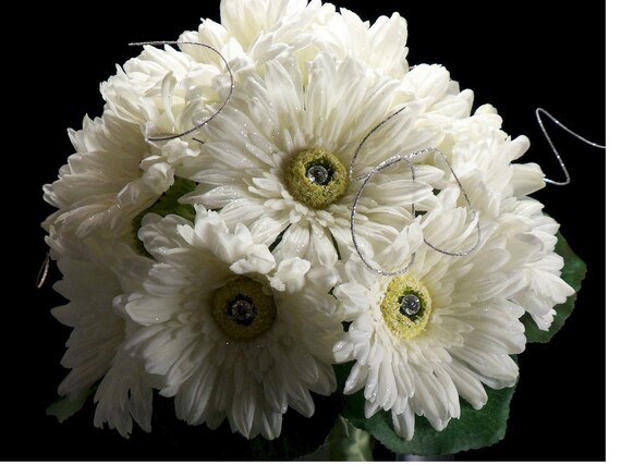 Bridal Daisies, Daisies, Daisies