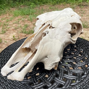 Bovine Cow Skull from Abandoned Pasture – Rustic, Untreated Bone Decor