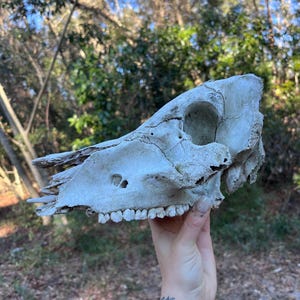 May include: A weathered animal skull, off-white in colour, with visible teeth and eye sockets. The skull is held up against a backdrop of green foliage and a blue sky. The skull appears to be from a large mammal.