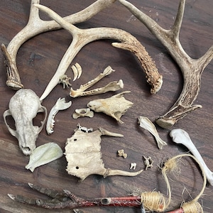 Small Bone Mystery Box - 10 Naturally Cleaned Pieces