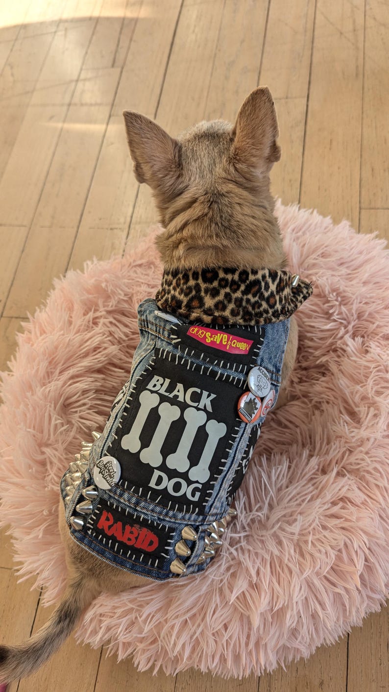 May include: A small, light brown dog wearing a denim vest with patches and studs. The vest has the words "Black Dog" and "Rabid" on it. The dog is sitting on a pink fluffy bed.