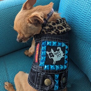 Red coloured chihuahua on a teal sofa, wearing a black vest with a MINOR PET logo and blue studs