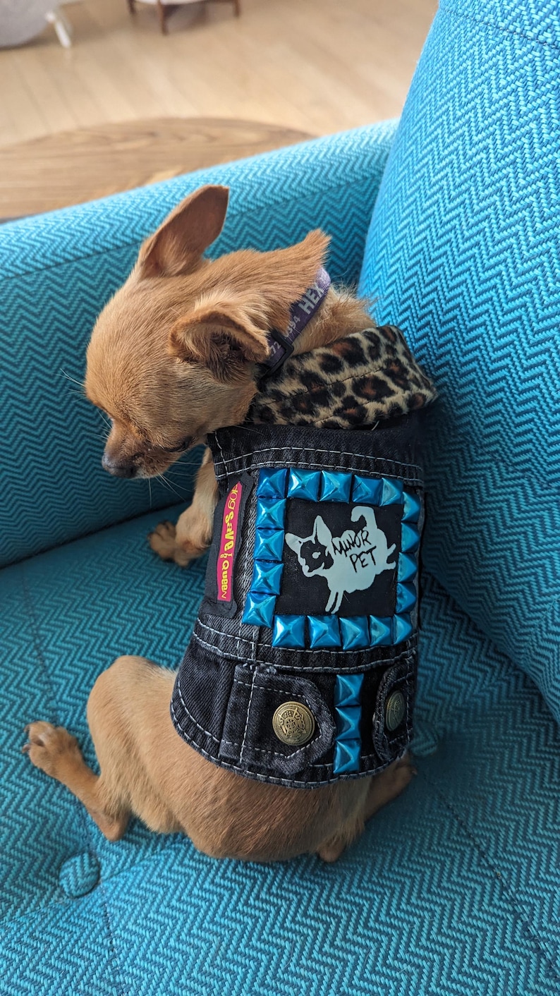 Red coloured chihuahua on a teal sofa, wearing a black vest with a MINOR PET logo and blue studs