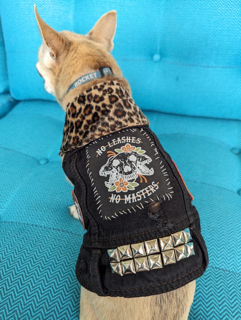 May include: A small, light brown dog wearing a black denim vest with a skull and crossbones design and the text "No Leashes No Masters". The vest has silver studs and a leopard print collar.