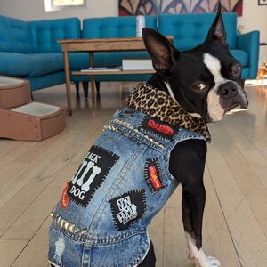 May include: A black and white Boston Terrier dog wearing a blue denim vest with various patches, including "Black Dog", "Non-Hum", "Rabid", and "Destroy Everything". The vest has silver studs and a leopard print collar.