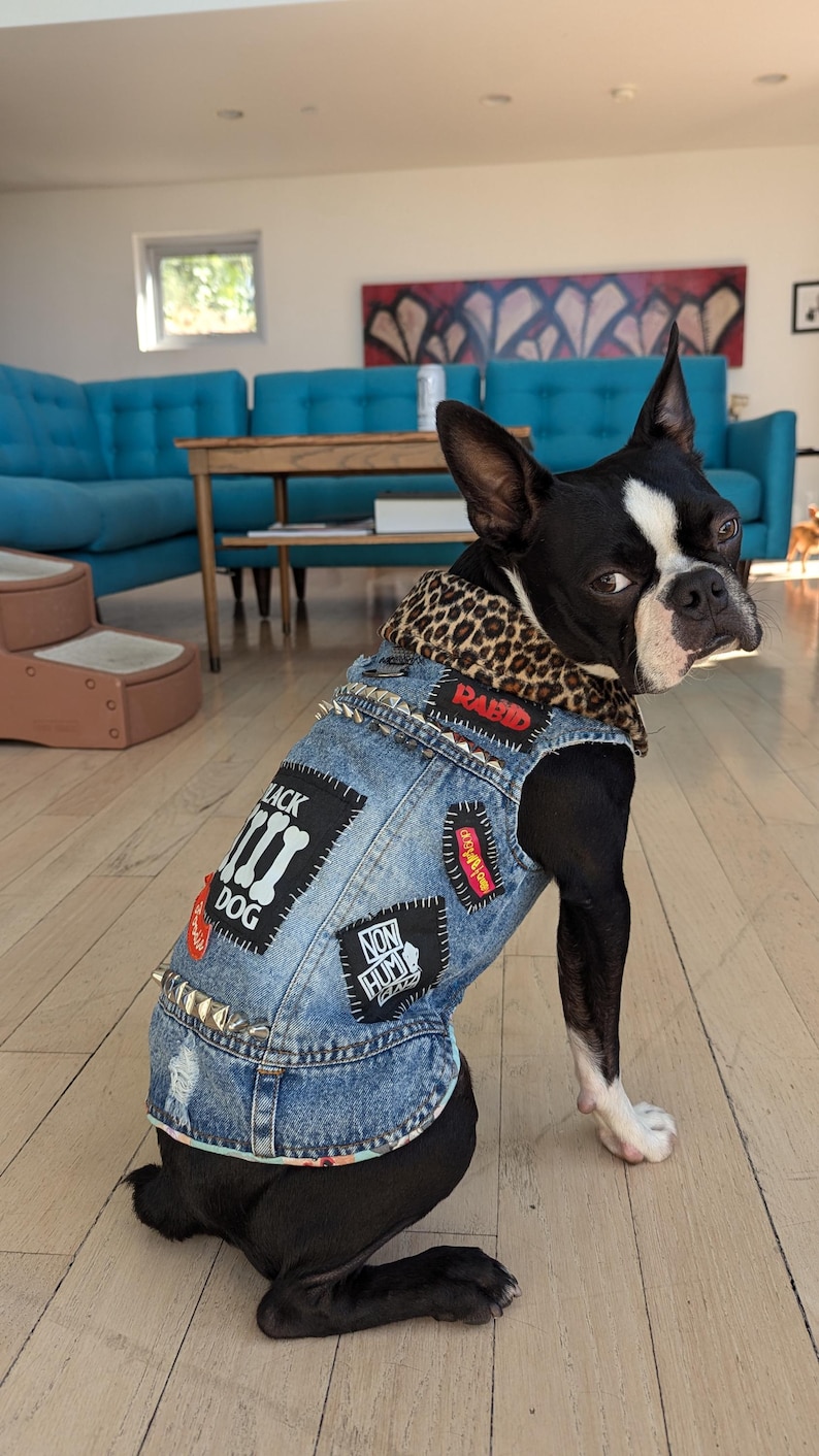 May include: A black and white Boston Terrier dog wearing a blue denim vest with various patches, including "Black Dog", "Non-Hum", "Rabid", and "Destroy Everything". The vest has silver studs and a leopard print collar.