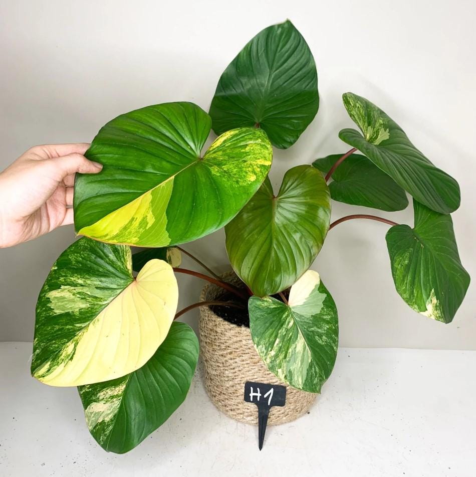 8月中セール★ 斑入り ホマロメナ homalomena rubescens 8月中セール☆ 斑入り ホマロメナ homalomena rubescens Homalomena