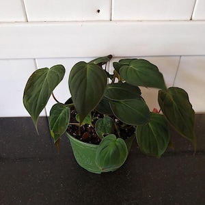 Philodendron Micans – Velvet Leaf Philodendron