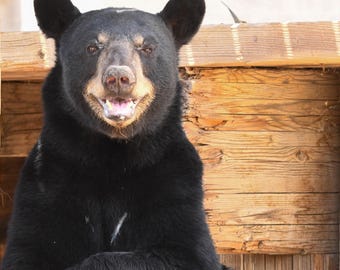 Arte mural de oso, descarga digital, oso feliz, fotografía de vida silvestre, póster de animales, arte mural imprimible, impresión artística, oso negro, oso de peluche