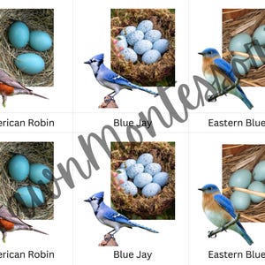 Cartes Montessori en trois parties Oiseaux et œufs